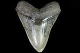 Serrated, Fossil Megalodon Tooth - Huge Tooth #82686-1